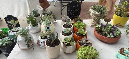Pumpkin succulent planters