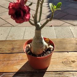 Desert Rose