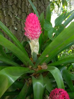 Plants x Bromeliads, Flower
