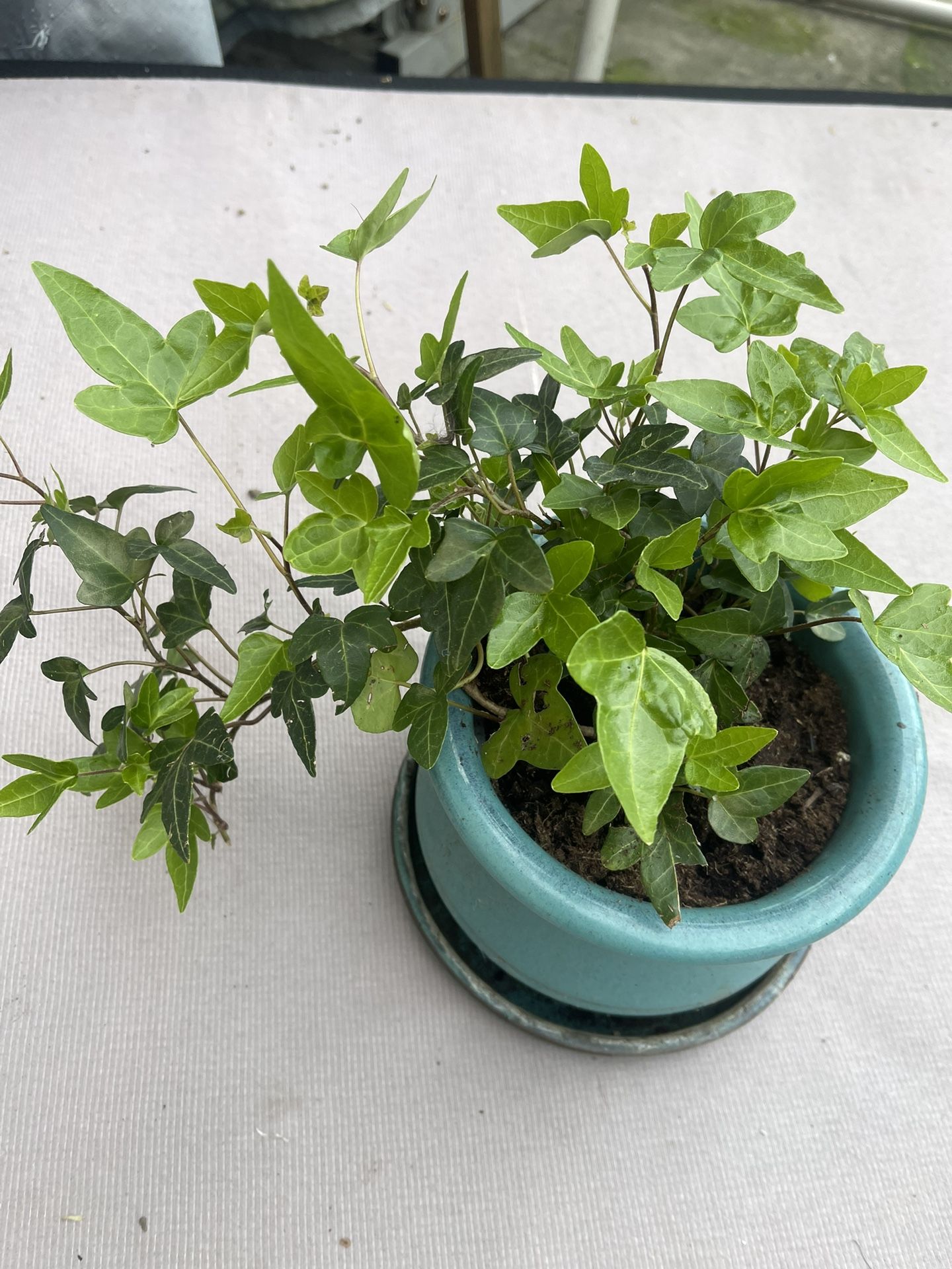 Plant In Ceramic Pot $15