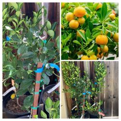 Organic Calamondin Calamansi Asian Live Citrus Fruit Tree Potted Plant in Nursery Pot