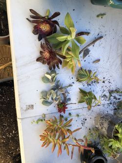 Bundle of cuttings