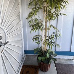 Decorative Indoor Plant