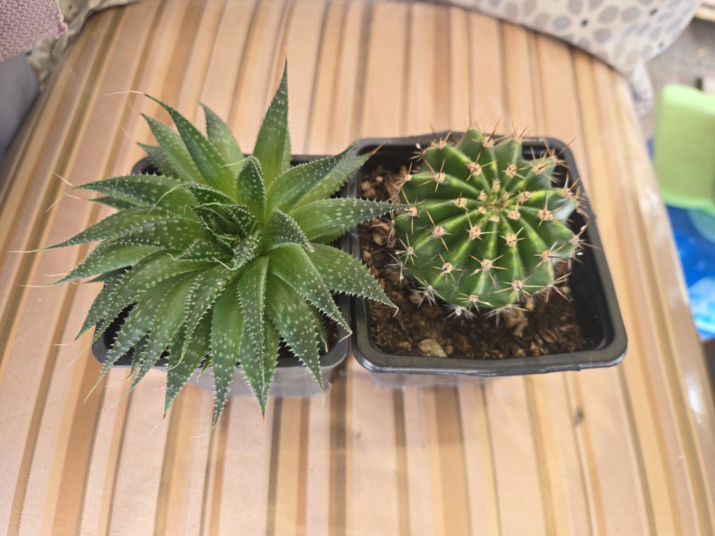 2 Succulents/cactus. $4 Each