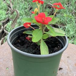 Crown-of-Thorns (Euphorbia milii) - A Unique and Resilient Beauty!