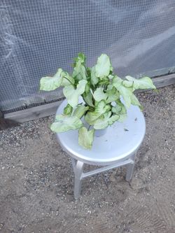 Senguinium Plant 5" Nursery Pot