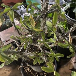 Nopales Corona De Cristo Hortensias Rosales Buen Presio