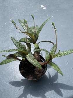 Silver Squill, Ledebouria Socialis, Leopard Lily, Small House Plant, Live Plant in 4'' pot,