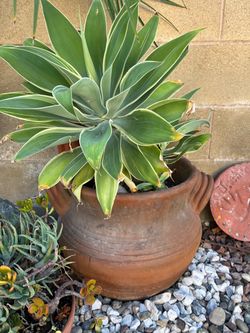 Large terracotta planted with variegated agave and elephant bush
