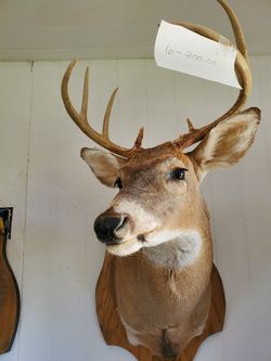 Taxidermy deer