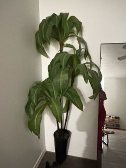 Fake plant