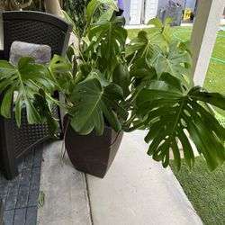 Plant In Nice Pot