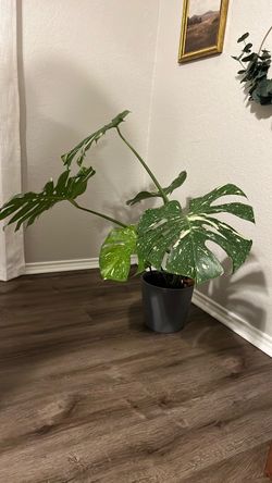 Thai Constellation Monstera plant 3 years old pick up only