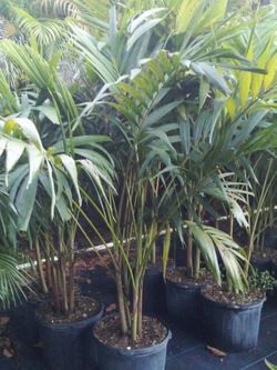 OPEN TODAY! CHRISTMAS PALM IN 7 GALLONS ABOUT 5' WITH MULTIPLE TRUNK FOR ONLY $30 ONLY A FEW LEFT!