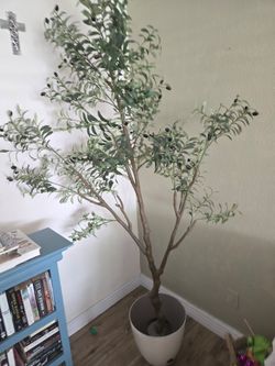 7 foot Olive tree