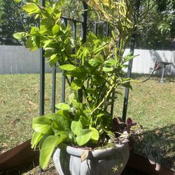 Large Plant