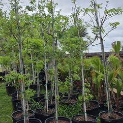 Pecan Tree Grafted 15gallones 7ft Tall