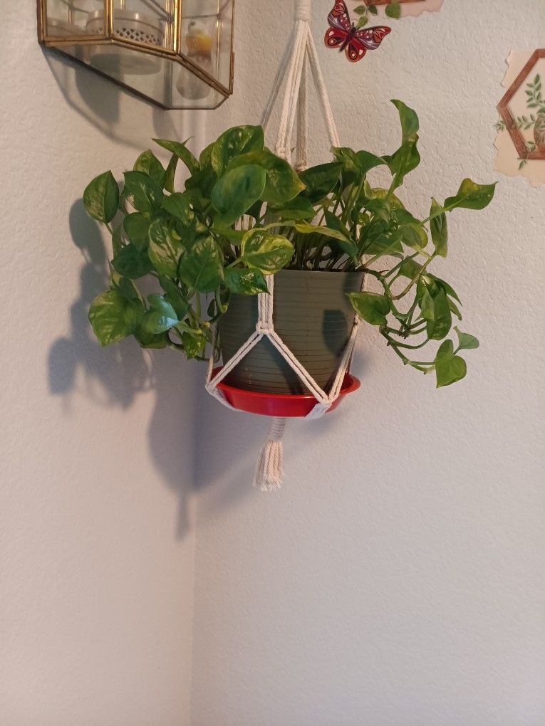 3 Healthy Hanging House Plants