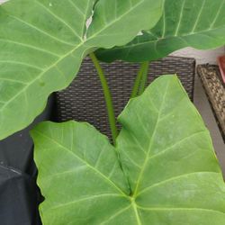Large Elephant Ear Plant 3.5  Feet Tall