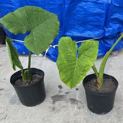ELEPHANTS EARS PLANTS FOR SALE IN SEMINOLE 