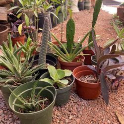 Plants, Cactus, Succulents 