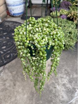 Variegated string of pearl