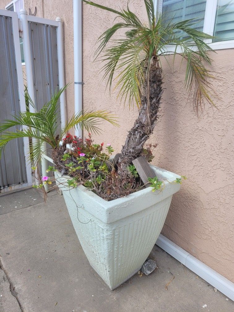 Concrete Pots