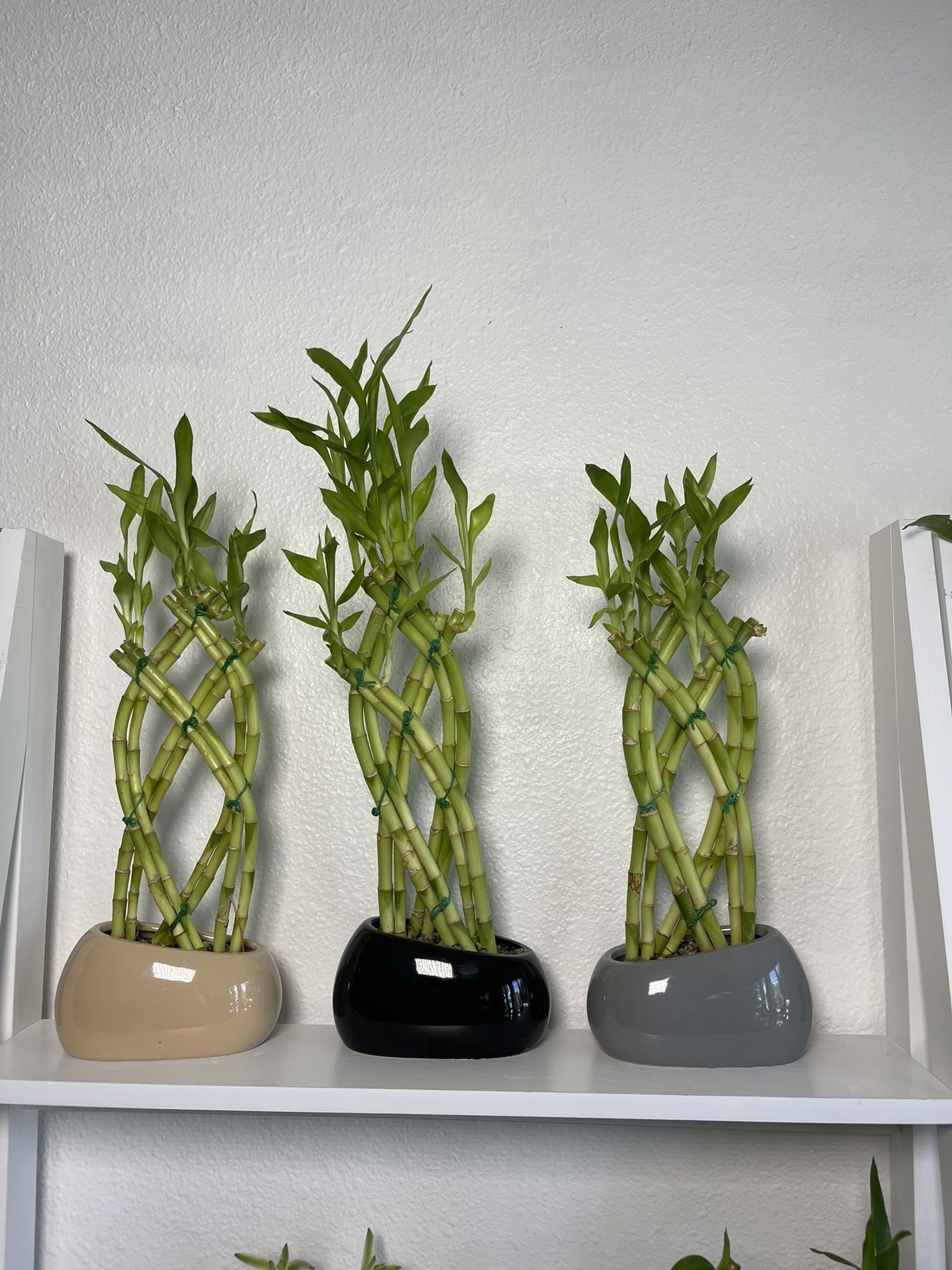 Lucky Bamboo Plants ($10 each )