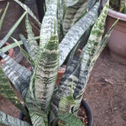 planta Lengua De Suegra 