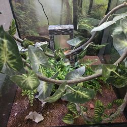 Terrarios Para Camaleón Equipados