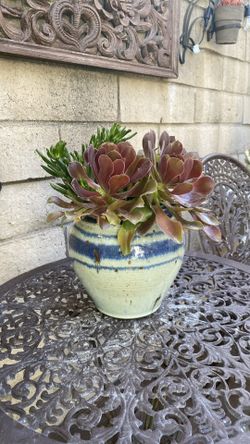 Pot of succulents