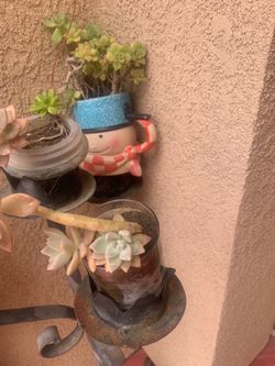 Different sizes of succulents 1$ to 5$