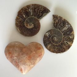 Natural Ammonite 🤎 Sunstone Heart  