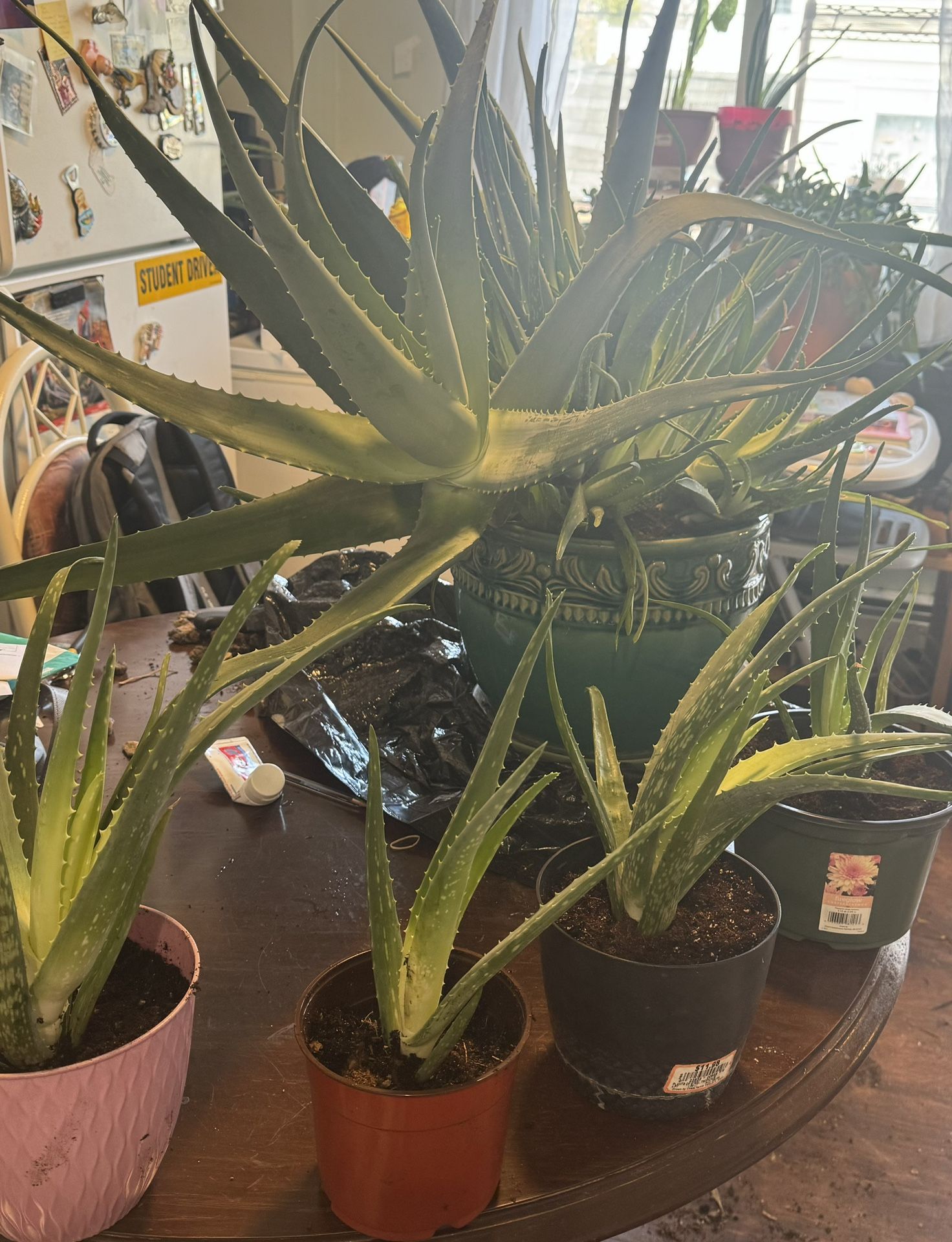 Aloe Vera Plant