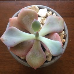 BEAUTIFUL  LIVE SUCCULENT PLANT 