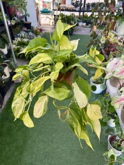 Plants (6”pot🌿Philodendron Brasil $15)