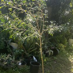 orange jasmine (Murraya paniculata