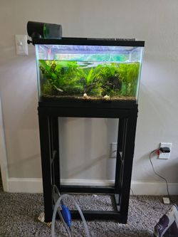 10 gallon aquarium with everything