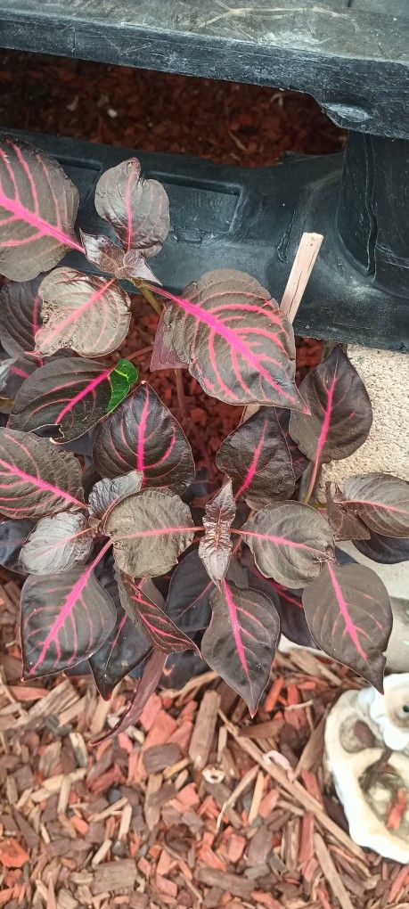 Bloodleaf Indoor And Outdoor Plants .