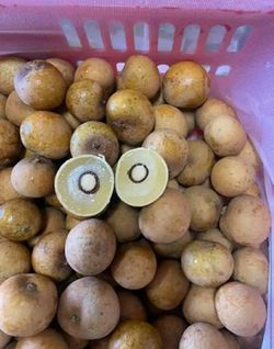 Lanzones 