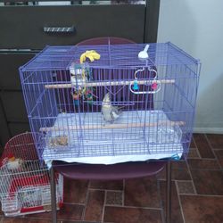 Bird Cage