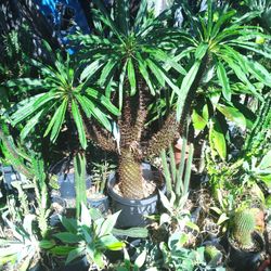 Madagascar Palm Plant