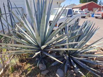 Agave plants