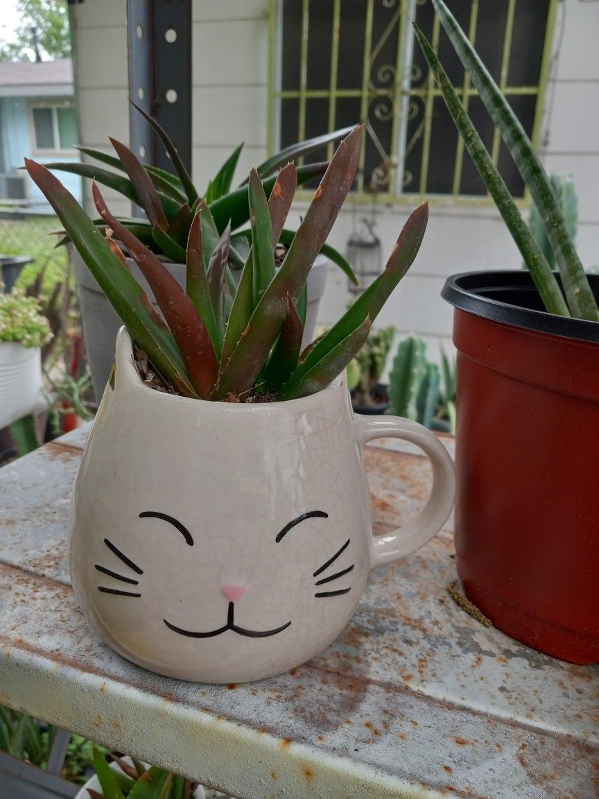 Succulent