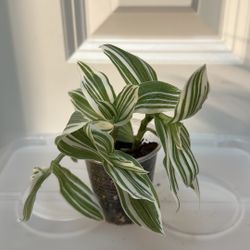 Tradescantia Pistachio