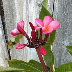 Rooted Plumeria Plant