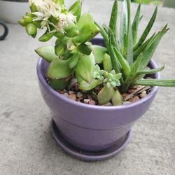 Flowering Succulents Potted