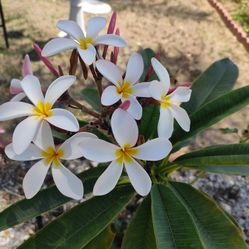 Hawallana Tre