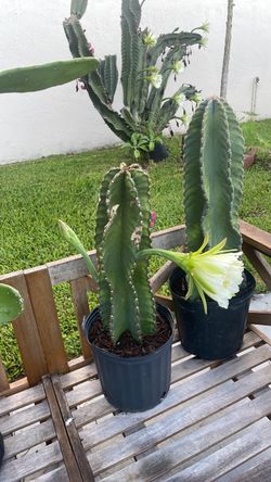 Plantas cactus con flores