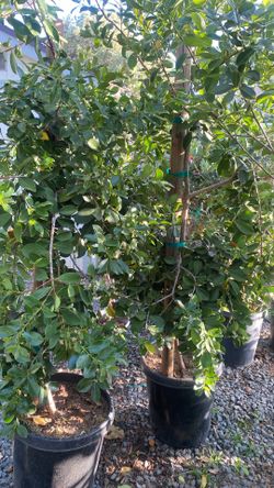 Fruít Trees